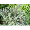 Wietlica 'Ursula's Red'| Athyrium