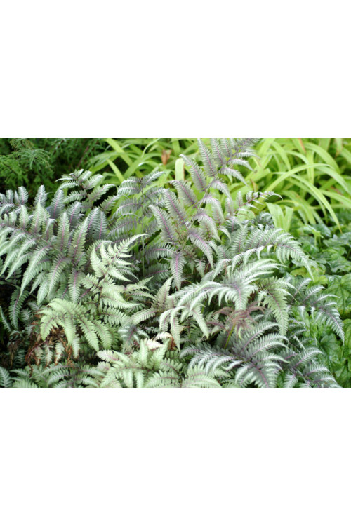 Wietlica 'Ursula's Red'| Athyrium