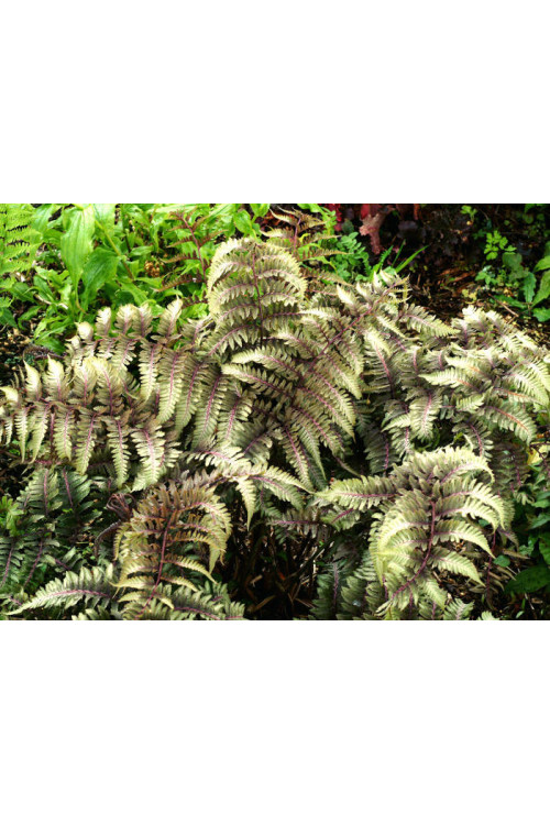Wietlica 'Ursula's Red'| Athyrium