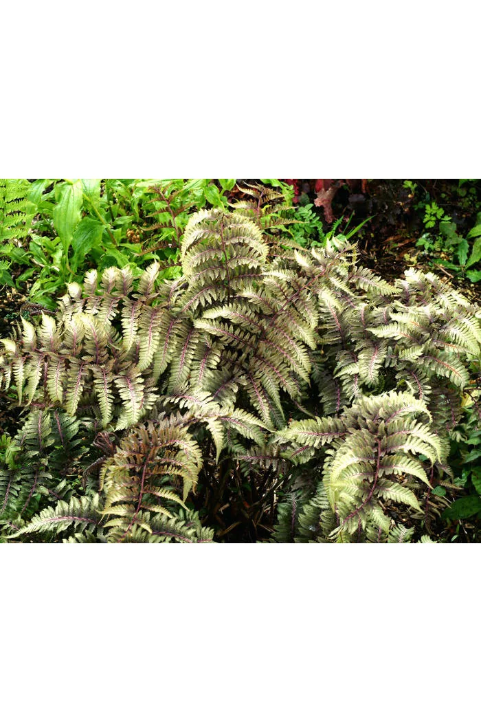 Wietlica 'Ursula's Red'| Athyrium
