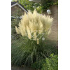 Trawa pampasowa 'Pumila' | Cortaderia selloana