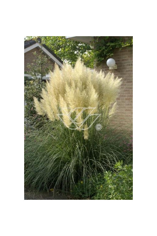 Trawa pampasowa 'Pumila' | Cortaderia selloana