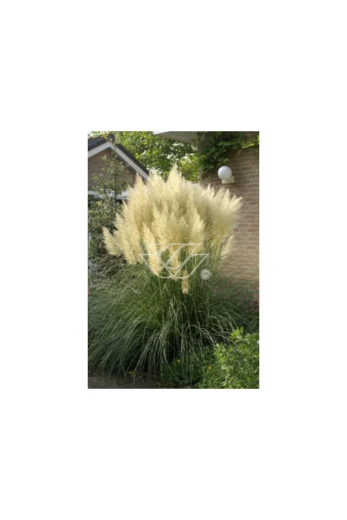 Trawa pampasowa 'Pumila' | Cortaderia selloana