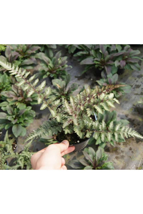 Wietlica 'Ursula's Red'| Athyrium