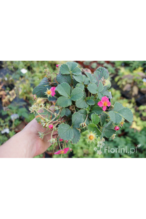 Truskawka ananasowa 'Lipstick' Fragaria ananasa