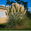 Trawa pampasowa 'Pumila' | Cortaderia selloana