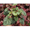 Żurawka 'Green Spice' Heuchera