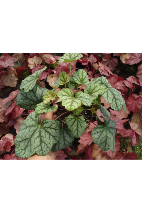 Żurawka 'Green Spice' Heuchera