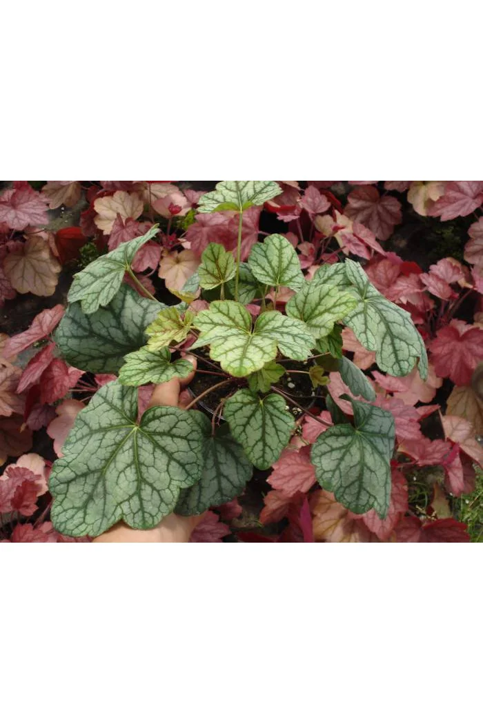 Żurawka 'Green Spice' Heuchera