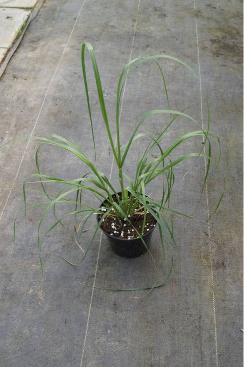 Trawa pampasowa różowa | Cortaderia selloana