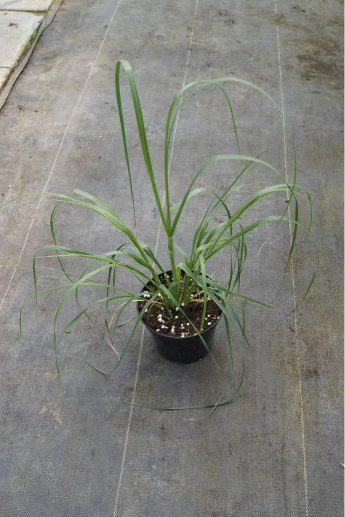 Trawa pampasowa różowa | Cortaderia selloana