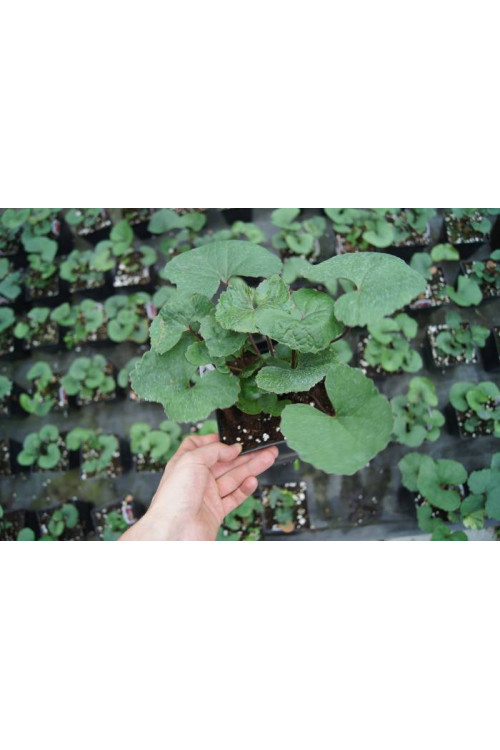 Języczka pomarańczowa 'Othello' Ligularia dentata