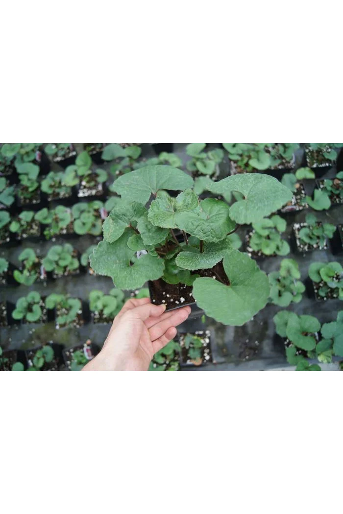 Języczka pomarańczowa 'Othello' Ligularia dentata