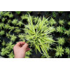 Hakonechloa 'Stripe it Rich' | Hakonechloa macra