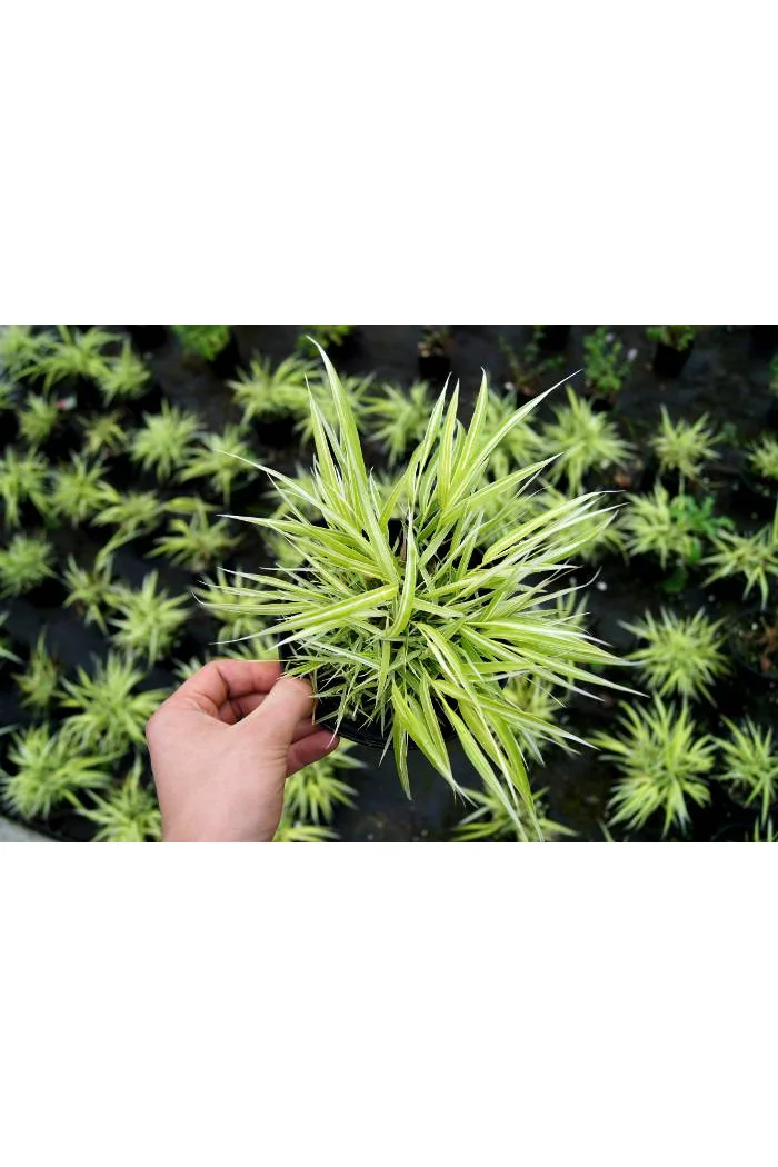 Hakonechloa 'Stripe it Rich' | Hakonechloa macra