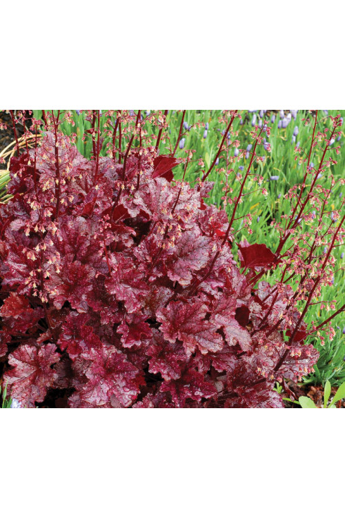 Żurawka 'Berry Marmalade' | Heuchera