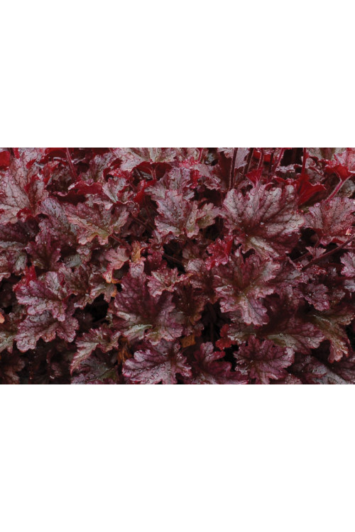 Żurawka 'Berry Marmalade' | Heuchera