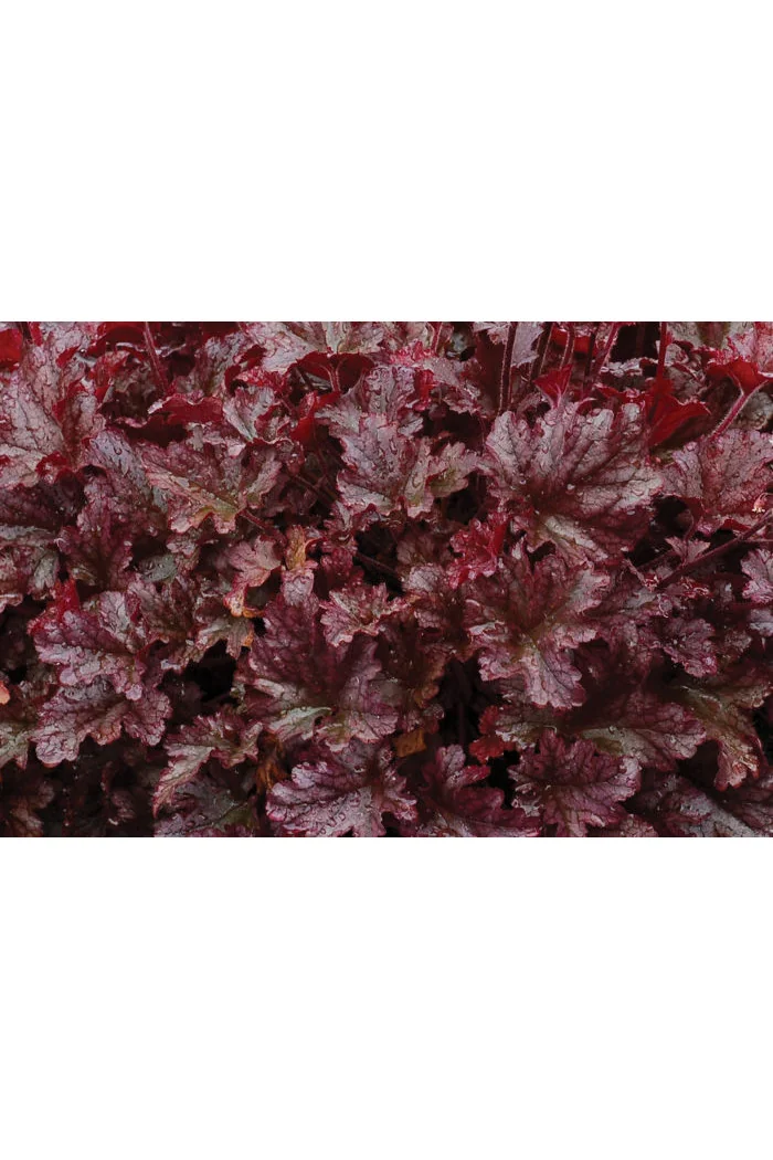 Żurawka 'Berry Marmalade' | Heuchera