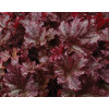 Żurawka 'Berry Marmalade' | Heuchera