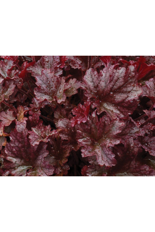 Żurawka 'Berry Marmalade' | Heuchera