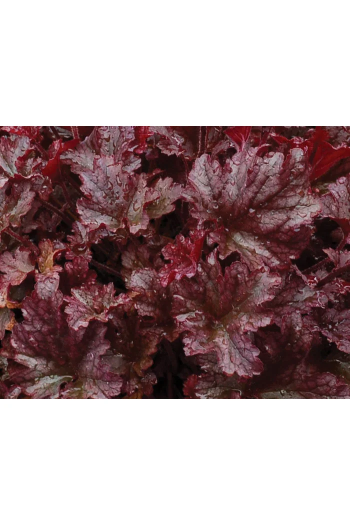 Żurawka 'Berry Marmalade' | Heuchera