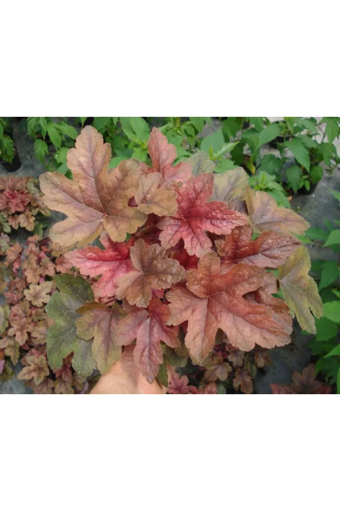Żuraweczka 'Brass Lantern' | Heucherella