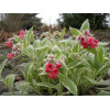 Miodunka 'David Ward' Pulmonaria