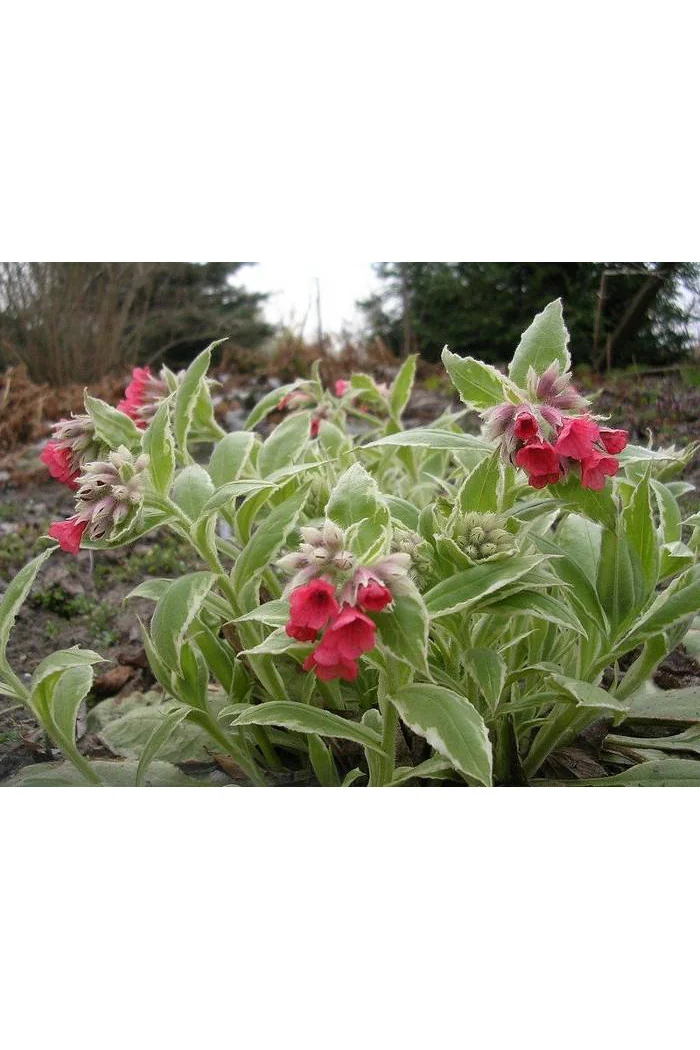 Miodunka 'David Ward' Pulmonaria