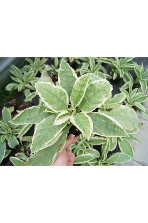 Miodunka 'David Ward' Pulmonaria