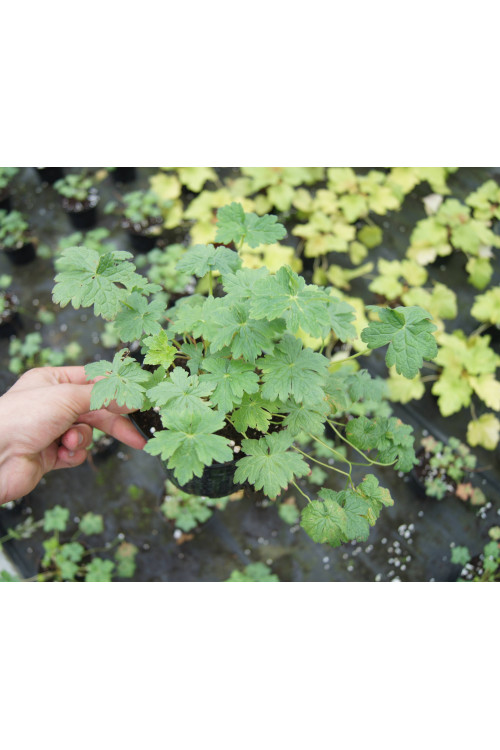 Bodziszek 'Southcombe Double' Geranium oxonianum