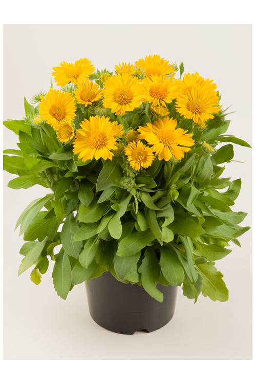 Gailardia 'Mesa Yellow' Gaillardia