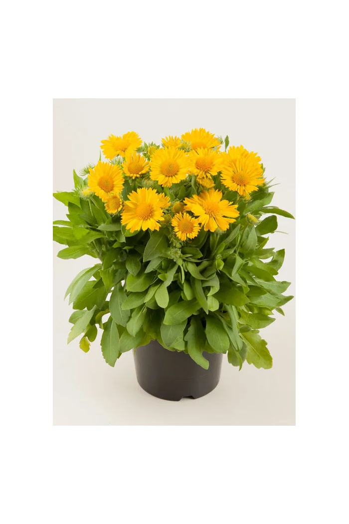 Gailardia 'Mesa Yellow' Gaillardia