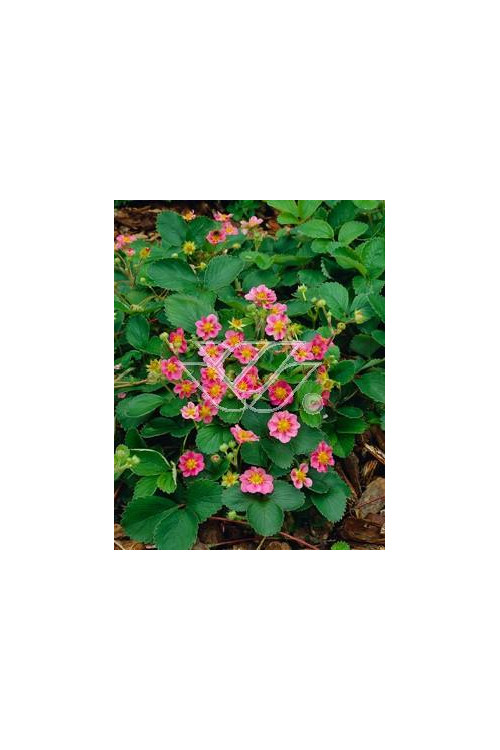 Truskawka ananasowa 'Lipstick' Fragaria ananasa