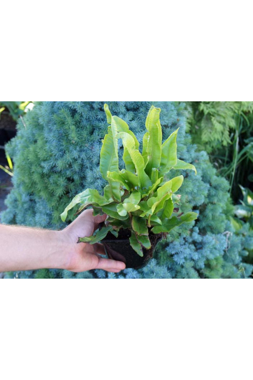 Języcznik zwyczajny | Phyllitis scolopendrium (Asplenium scolopendrium)