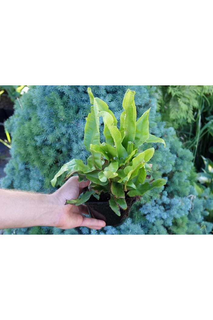 Języcznik zwyczajny | Phyllitis scolopendrium (Asplenium scolopendrium)