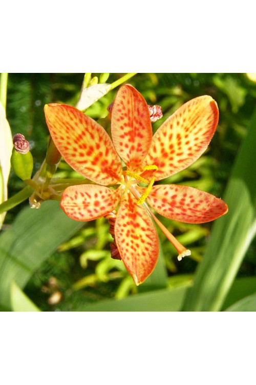 Belamkanda chińska Belamcanda chinensis