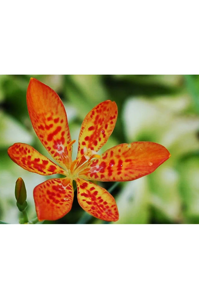 Belamkanda chińska Belamcanda chinensis