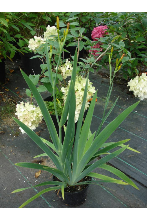 Belamkanda chińska Belamcanda chinensis