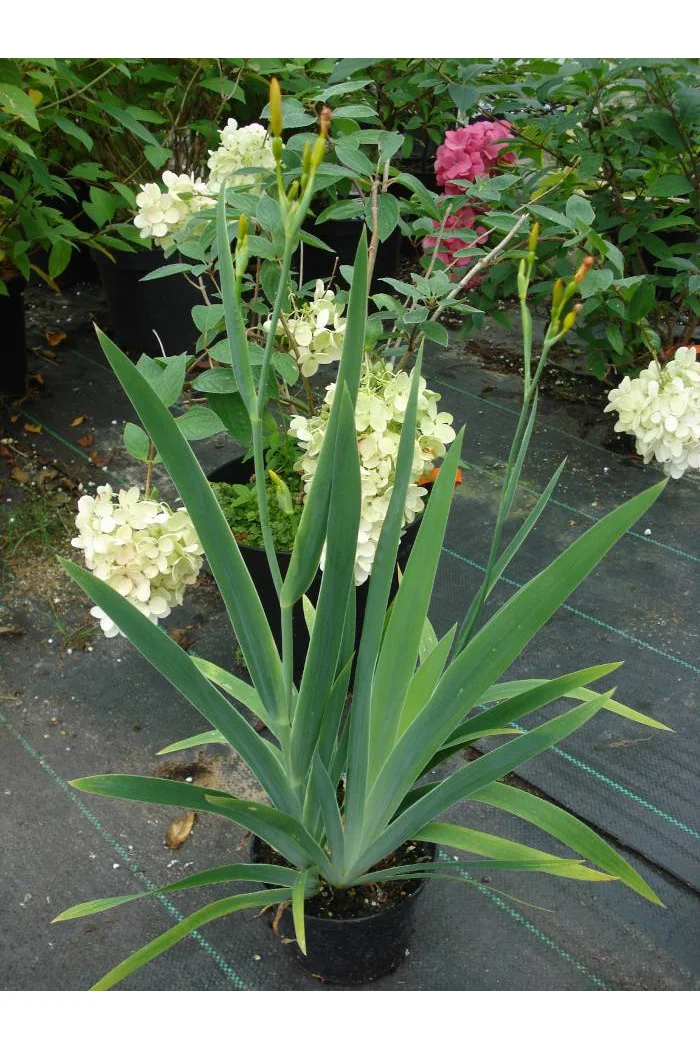 Belamkanda chińska Belamcanda chinensis