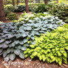Funkia 'Halcyon' | Hosta