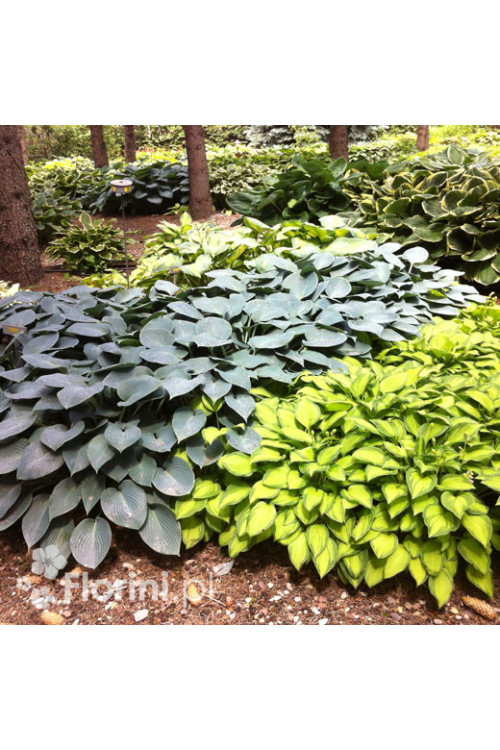 Funkia 'Halcyon' | Hosta