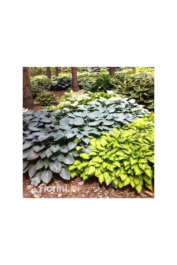 Funkia 'Halcyon' | Hosta