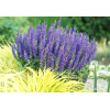 Szałwia Sensation 'Compact Deep Blue' | Salvia