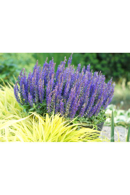 Szałwia Sensation 'Compact Deep Blue' | Salvia