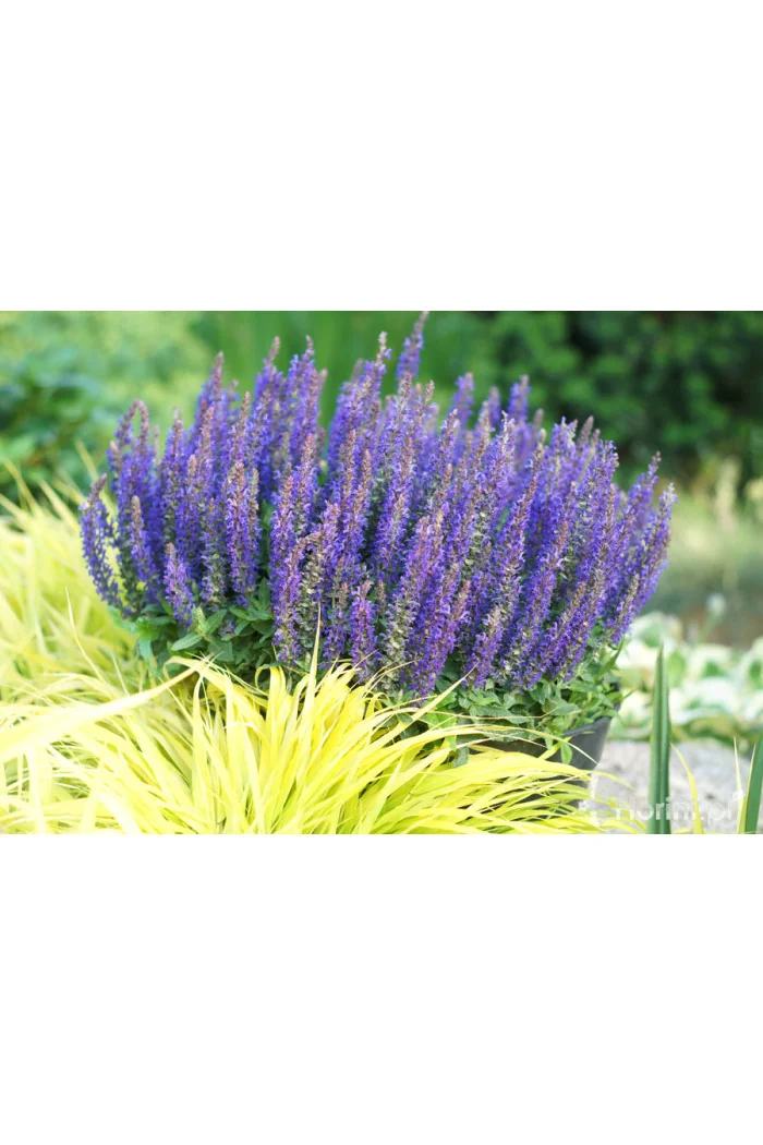 Szałwia Sensation 'Compact Deep Blue' | Salvia