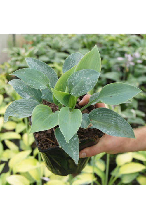 Funkia 'Halcyon' | Hosta