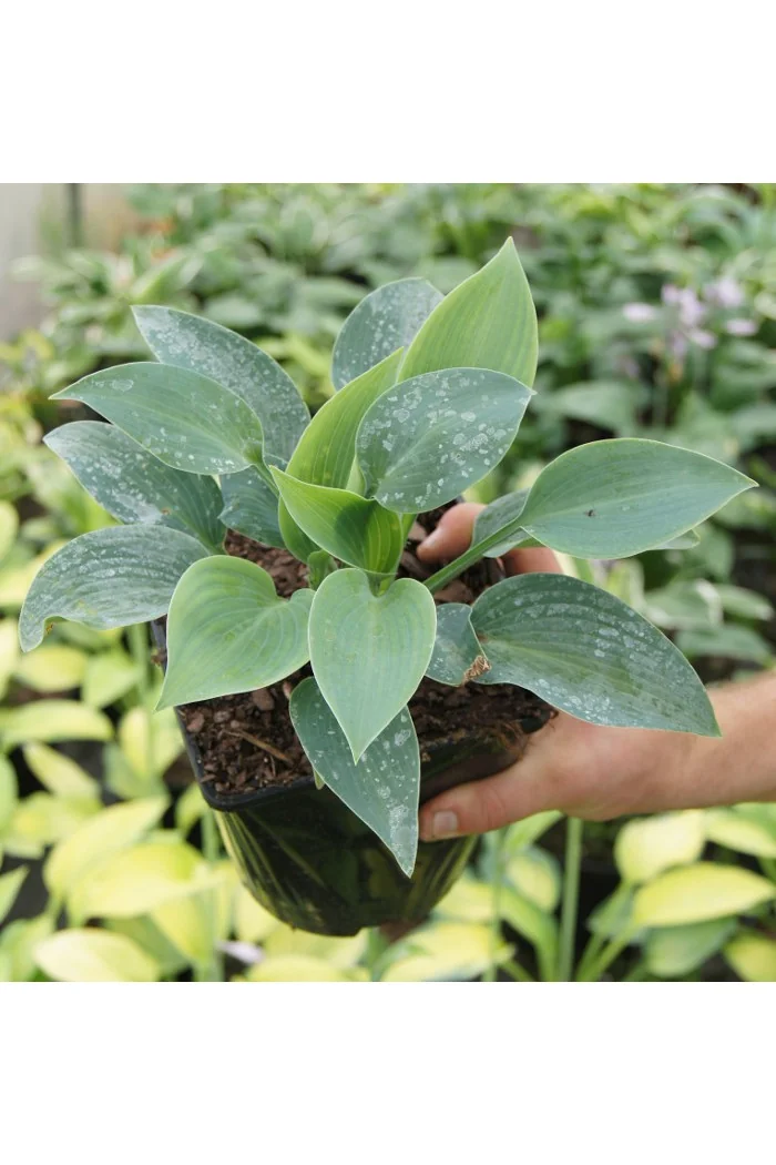 Funkia 'Halcyon' | Hosta