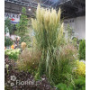 Trawa pampasowa 'Pumila' | Cortaderia selloana