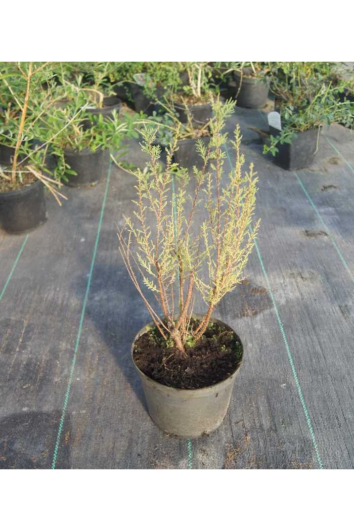 Tamaryszek francuski | Tamarix gallica