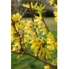 Forsycja zielona 'Kumsum' Forsythia viridissima